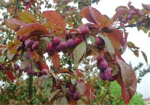 红叶李光雾扦插多长时间浇一次水,红叶李扦插繁殖技术图解大全