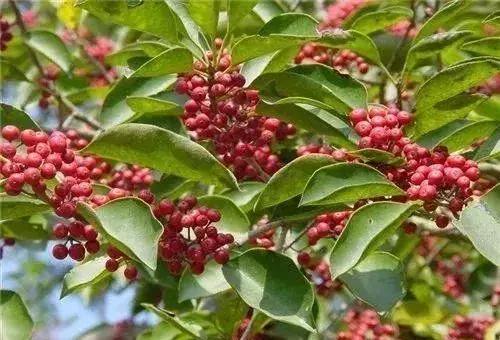 苗木种类名称大全,绿化中的苗木代号