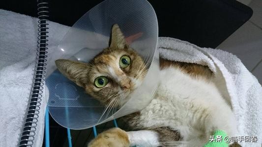 猫口炎就是猫艾滋吗,猫得了猫艾滋治不好怎么办