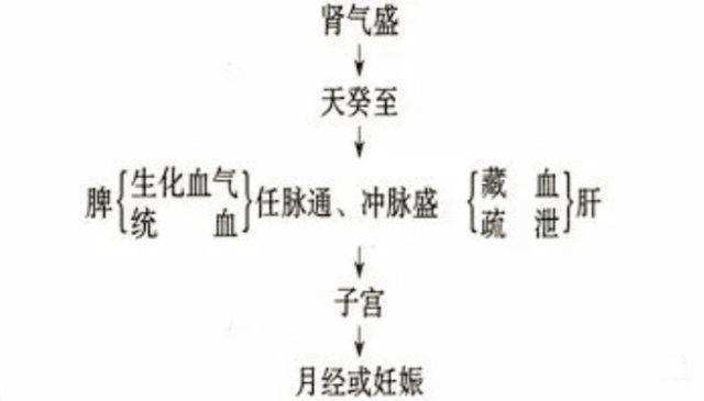 中医二羊:中医认为月经不调原因是什么?黄帝内经给出两大线索