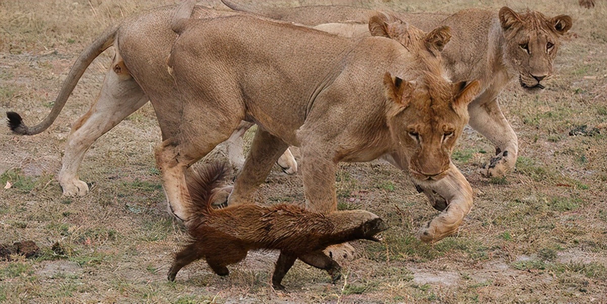 非洲恶霸平头哥,狮子毒蛇都不敢招惹它,蜜獾为何如此嚣张?