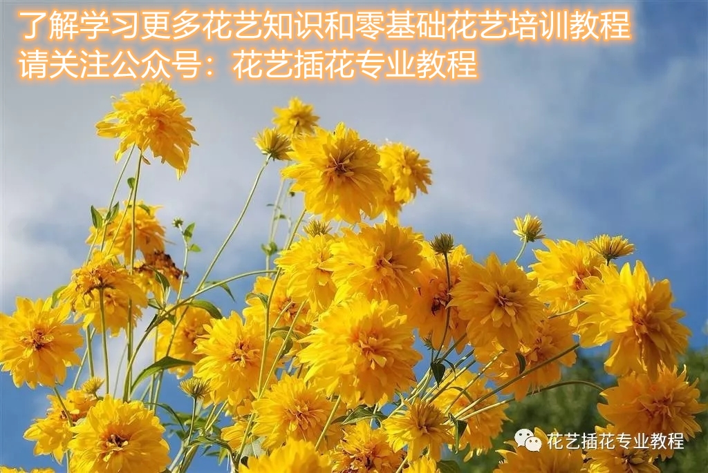 20种常见的菊科植物有哪些,哪些菊科植物好养