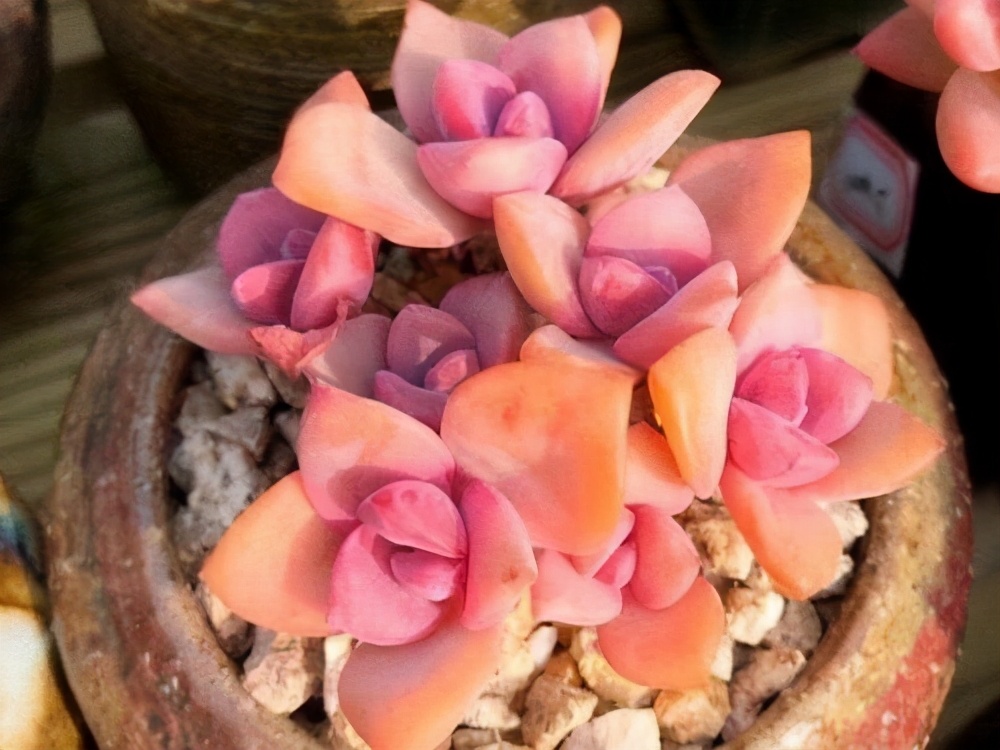 紫乐多头群生云南露养多肉植物 (多肉彩虹糖紫乐鉴定)