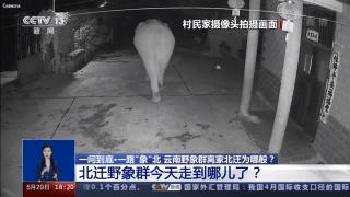 云南象群迁徙损失,云南象群迁徙事故