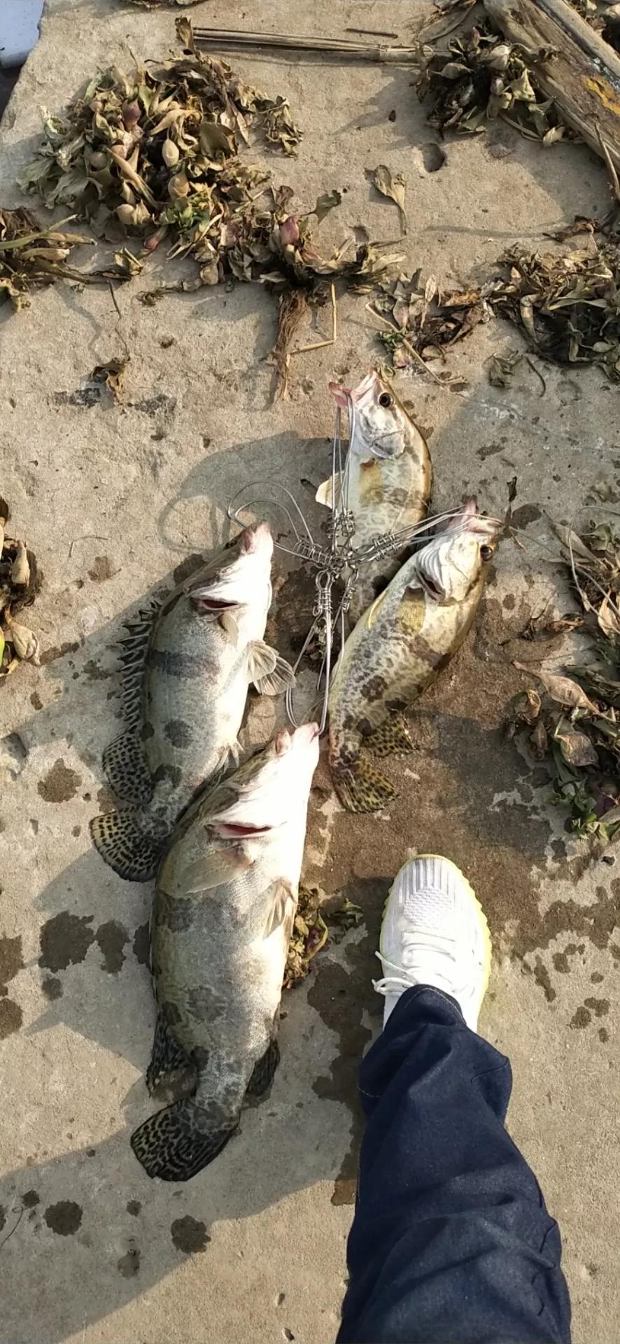 浅谈钓桂鱼技巧和方法,泥鳅钓鳜鱼技巧