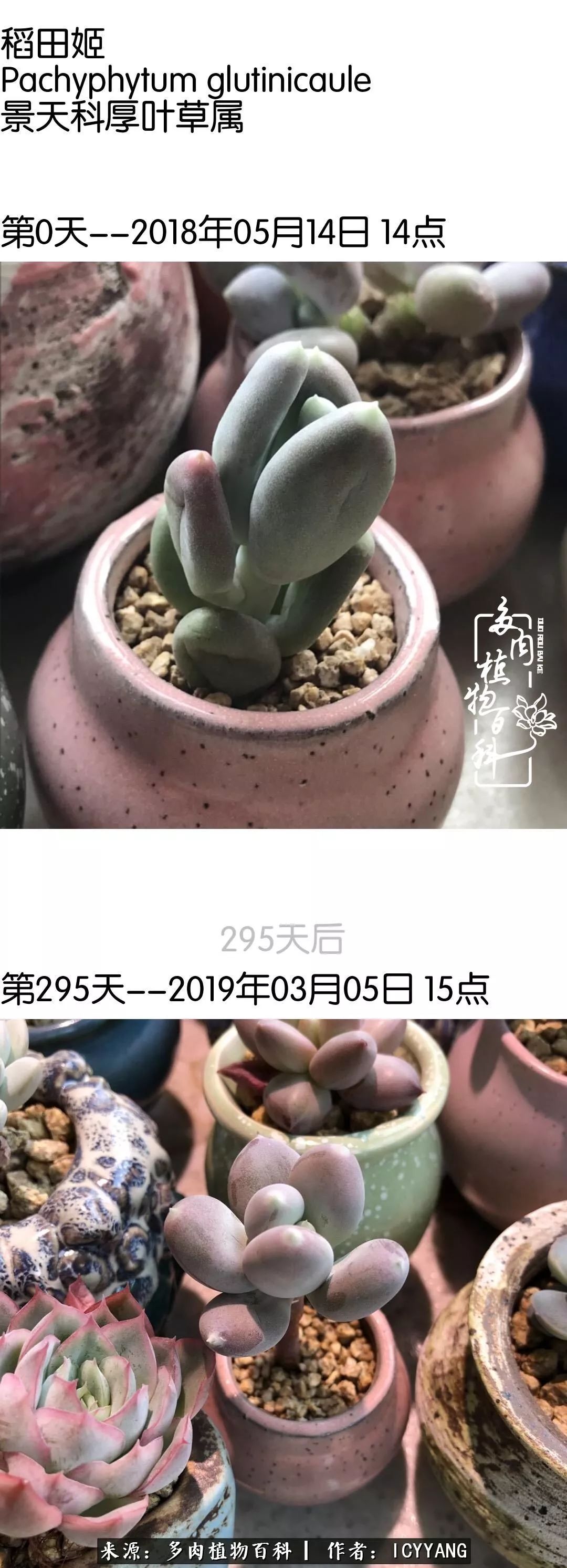 室内阳台多肉的养护方法,景天多肉养护