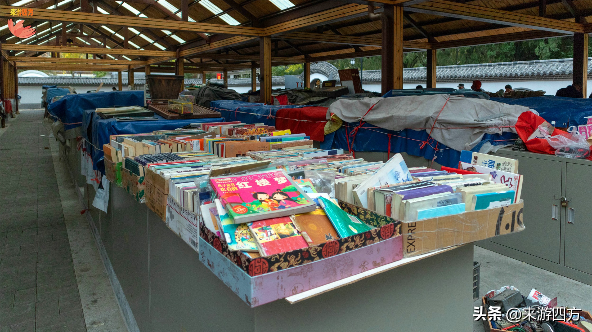 济南中山公园赏花,济南公园赏秋叶