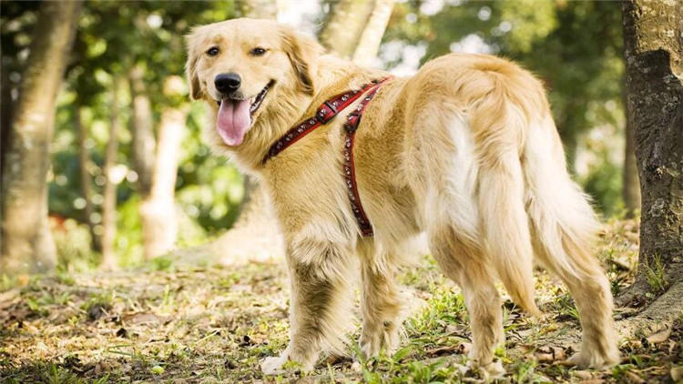 狗狗坐车兜风,狗狗坐车