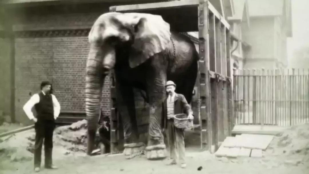 小飞象真实事迹,小飞象哭了全过程