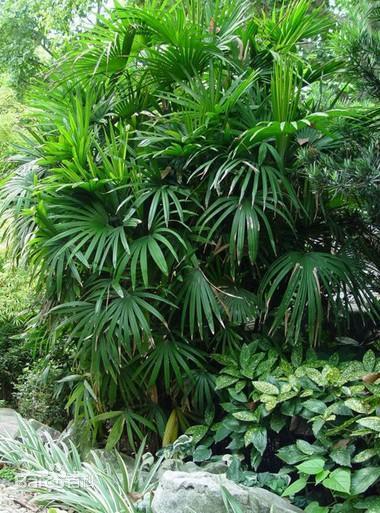 棕竹的养法大全,棕竹如何让它快速长新芽