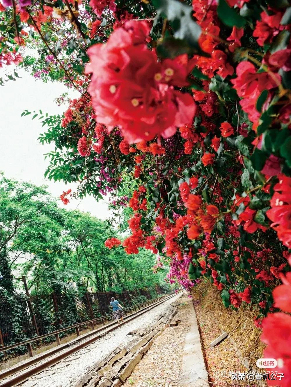 被大理的美景所折服,被丽江的风景美到了