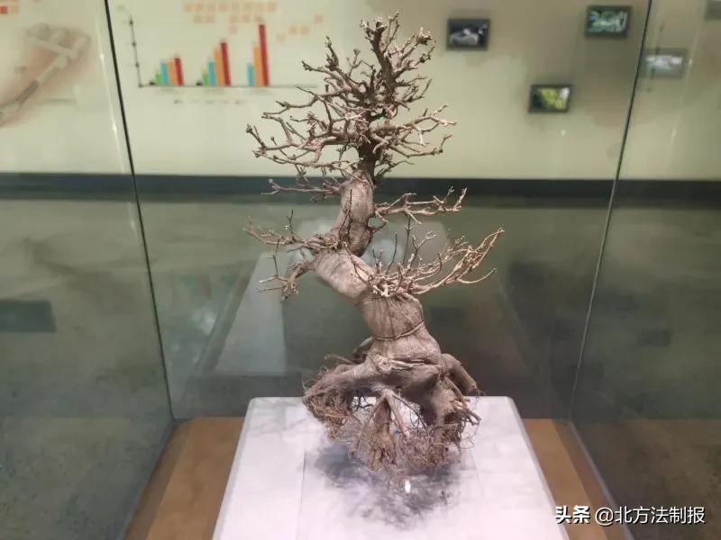 还有人从国外寄来20多只果蝠标本？海淘代购注意了，邮寄蜥蜴、盆景入境，可能会入刑！