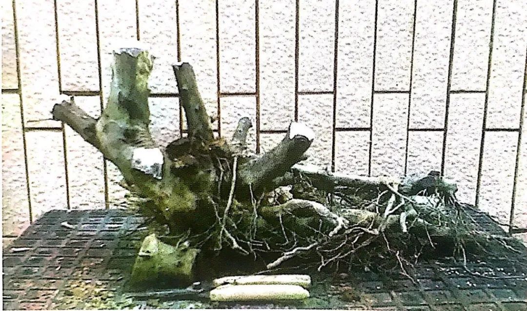 雀梅老桩盆景的造型,雀梅盆景树桩大全