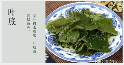 荷叶分布在哪里,哪里的荷叶是最好的