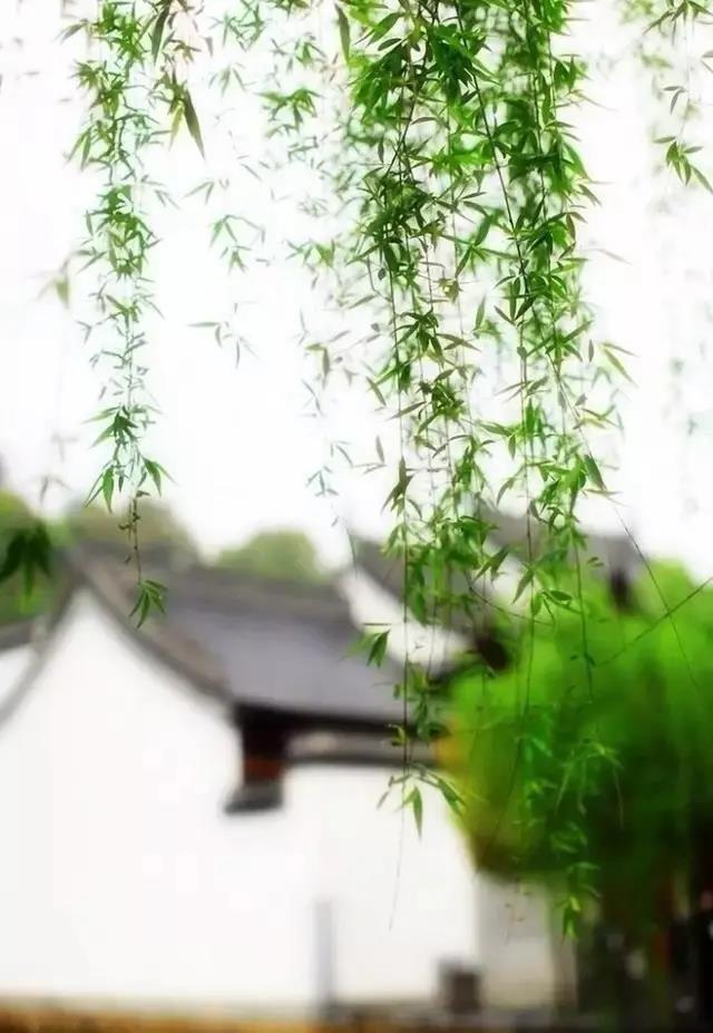 赞美春天柳树的优美句子,形容春天柳树的唯美句子