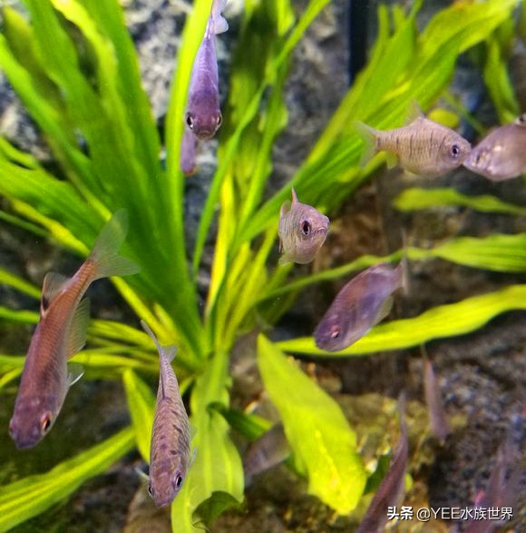 介绍一下新来的原生鱼条纹小鲃,条纹小鲃鱼什么品种最漂亮