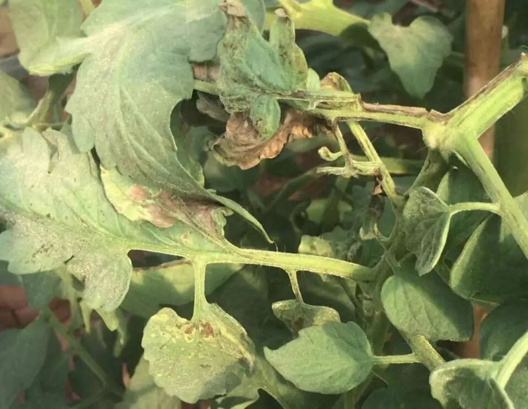 番茄所有病害图片及解决方法,番茄十大病害图解