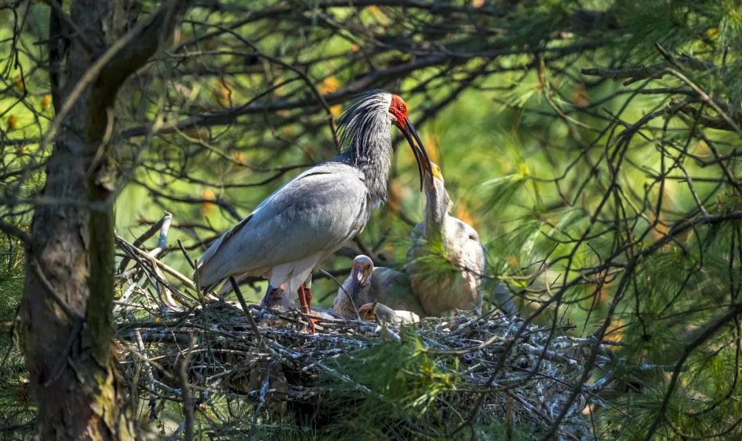全国林草生物多样性保护成就展,林业生物多样性保护