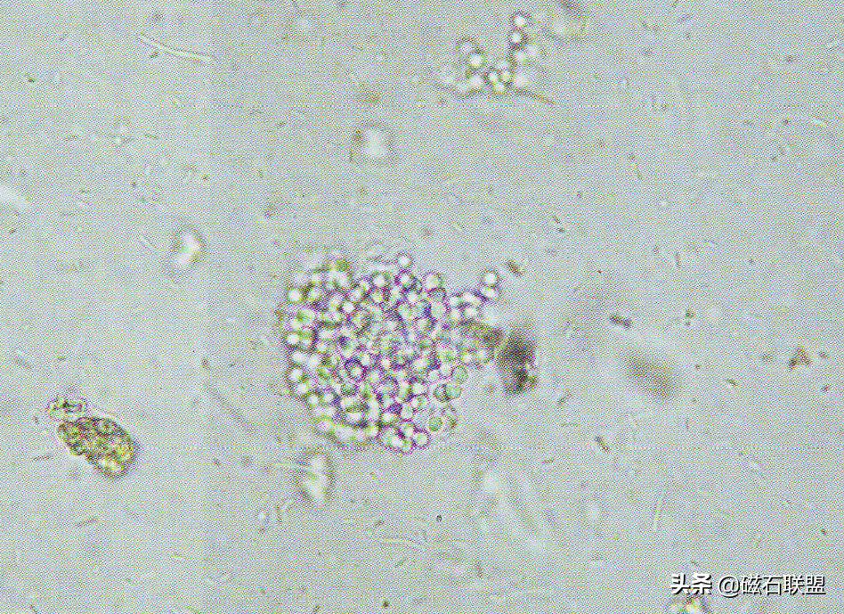 总觉得宠物医院检查太多？为什么需要做这些检查？医院揭秘便检篇