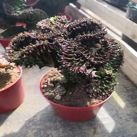 霸气侧漏的多肉植物,霸气的多肉