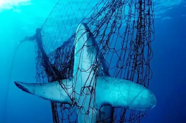 淹死一条鱼几分钟,如何淹死一条鱼