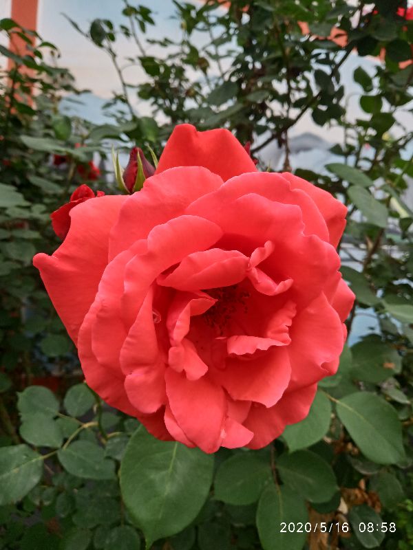 结婚仪式中哪个环节最令人感动,明制婚礼主婚环节