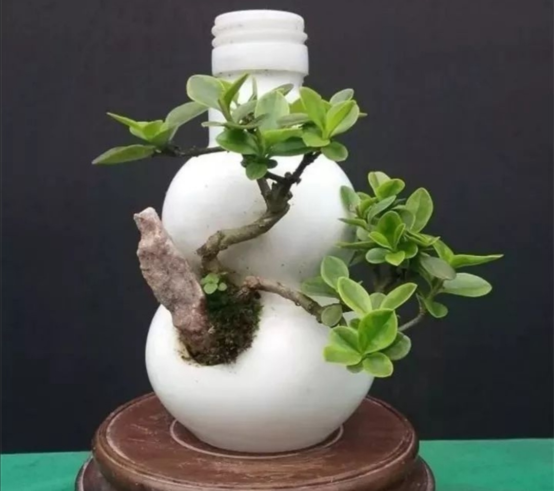 酒瓶切割做成花盆怎样打眼视频,从废旧酒瓶到创意花盆的华丽转身