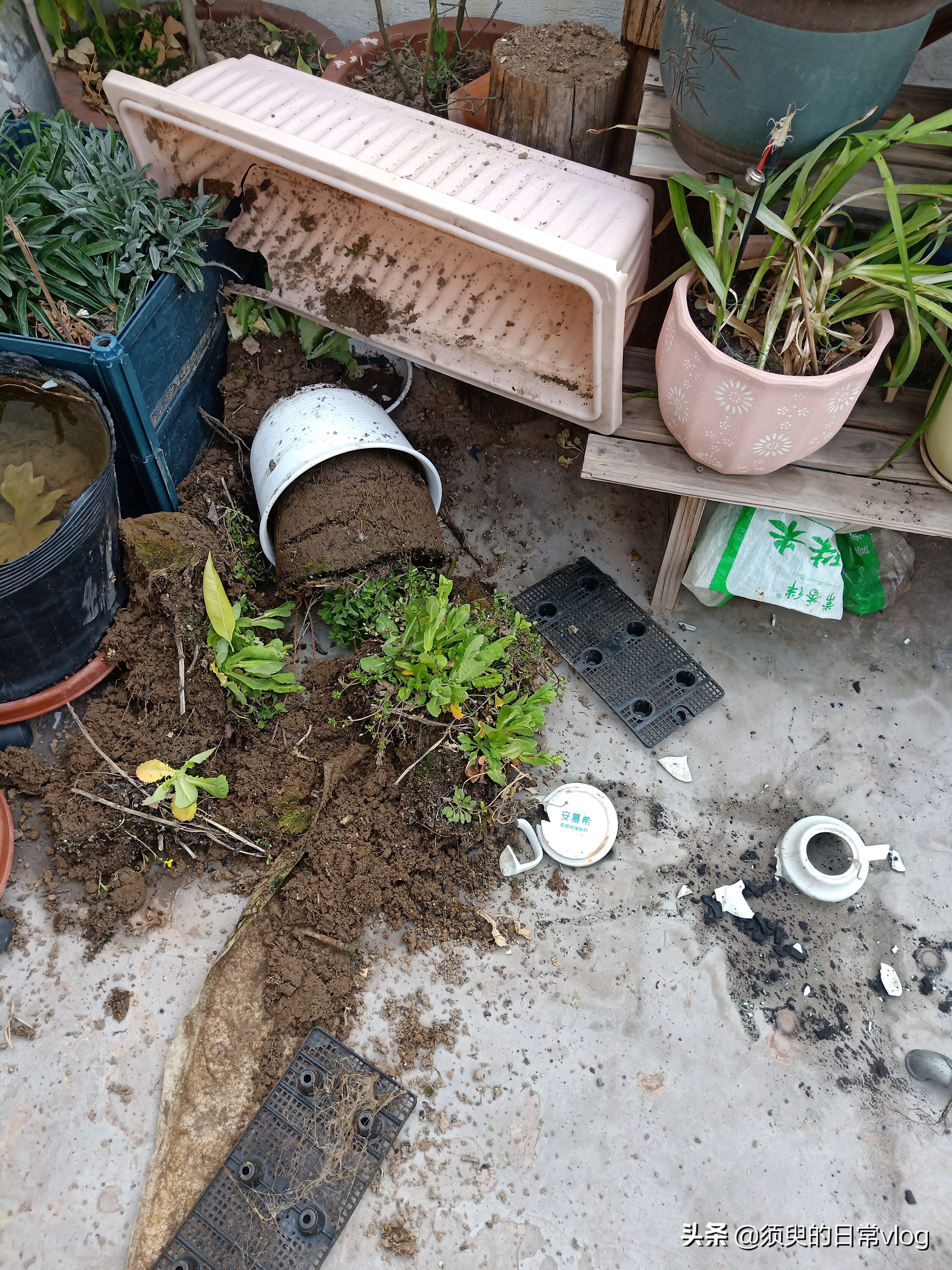 朋友的猫寄养在我家我的猫很凶,猫寄养在别人家有什么禁忌