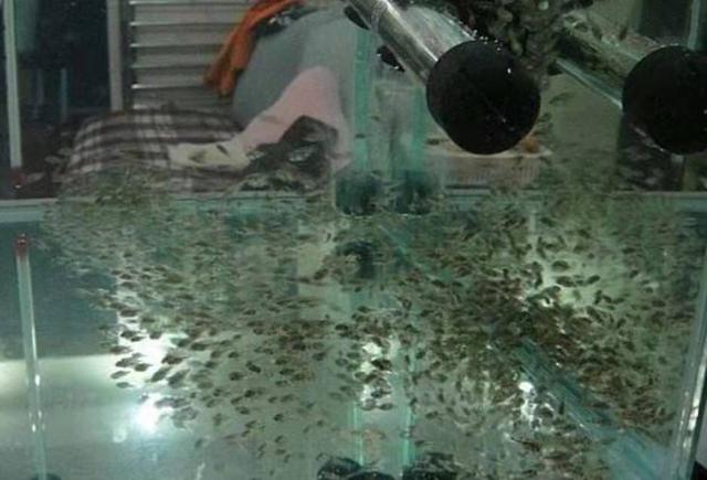 这四种嘴巴很贱的观赏鱼,优点就是很容易繁殖到爆缸!