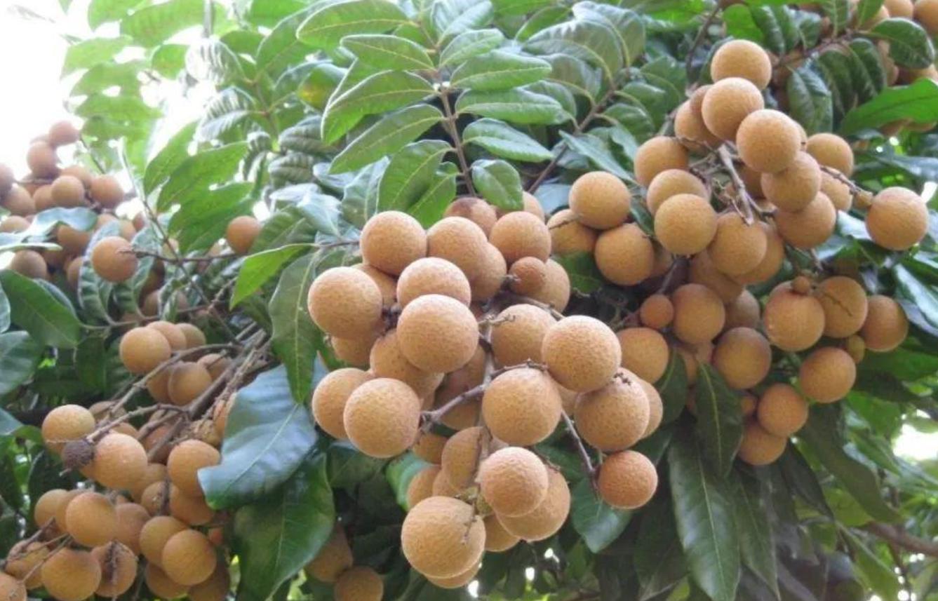 车厘子水果降价了吗,全国水果市场今日价格车厘子