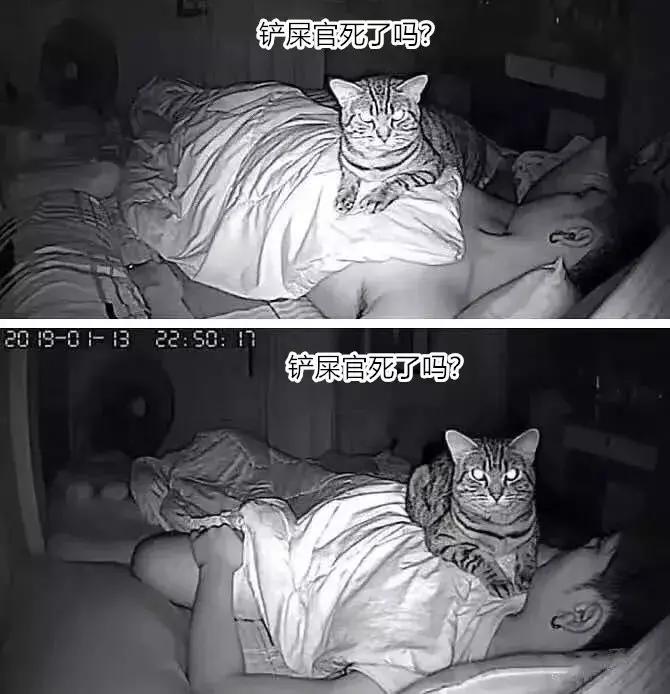 养了好多年的猫突然怕我,养了五年的猫很想把它扔了