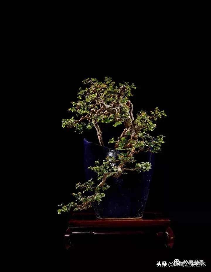 最美的100盆雀梅盆景,雀梅盆景第一年修剪视频