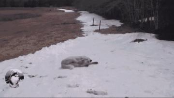 金毛自娱自乐嗨翻天,金毛社交行为