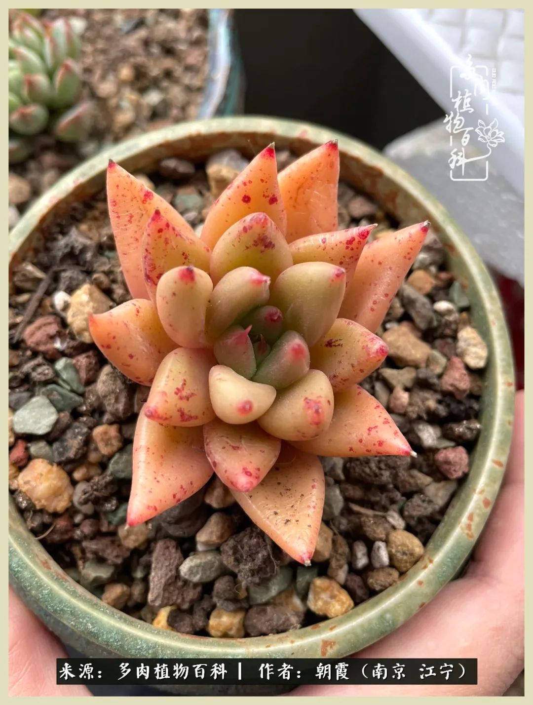 多肉最美的飘枝品种,多肉最美老桩