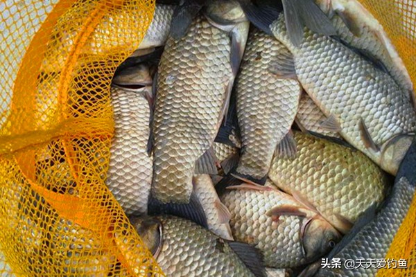 拉饵和散炮的使用方法,拉饵散炮的制作方法