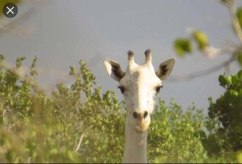 肯尼亚纯白色长颈鹿母子被猎杀,肯尼亚两只纯白长颈鹿遭猎杀