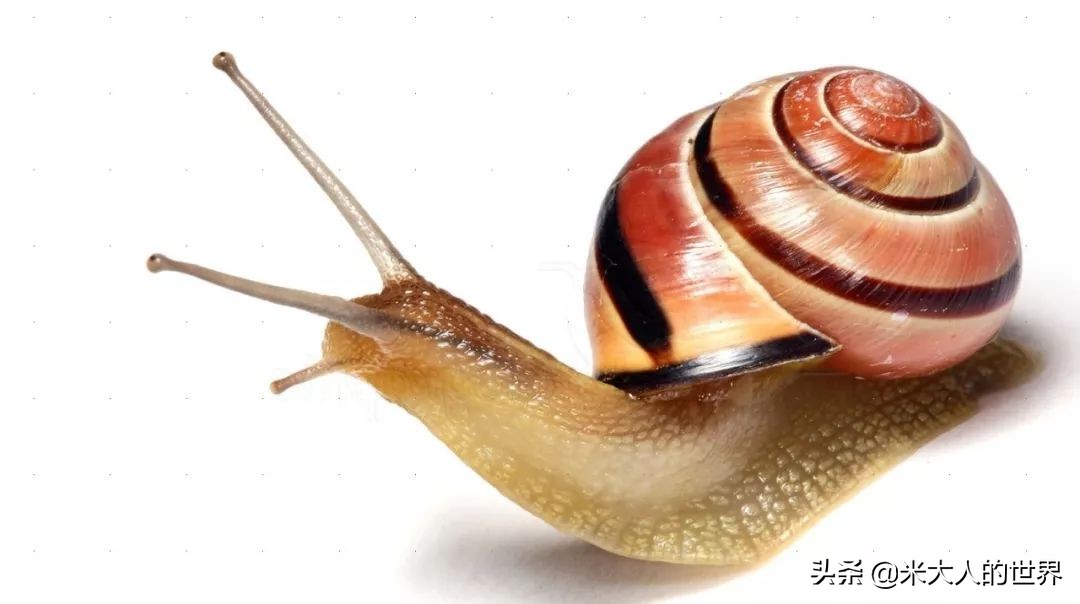 花园葱蜗牛：被人误解了上百年的小家伙，“其实我只对...