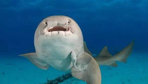 鲨鱼的种类及名称视频,鲨鱼的种类和生活习性
