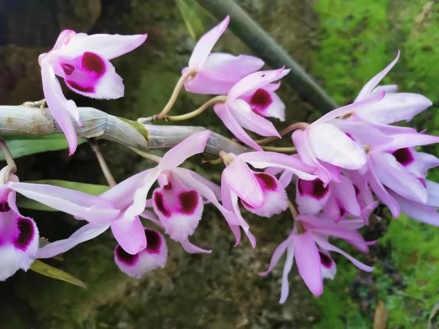 野生石斛的功能与用法,野生石斛和人工种植的区别