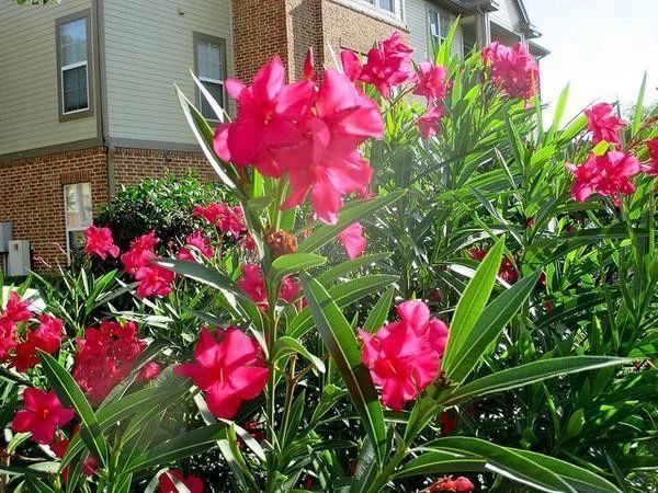 有毒的夹竹桃为什么还这么受欢迎 (夹竹桃是什么地方有毒)