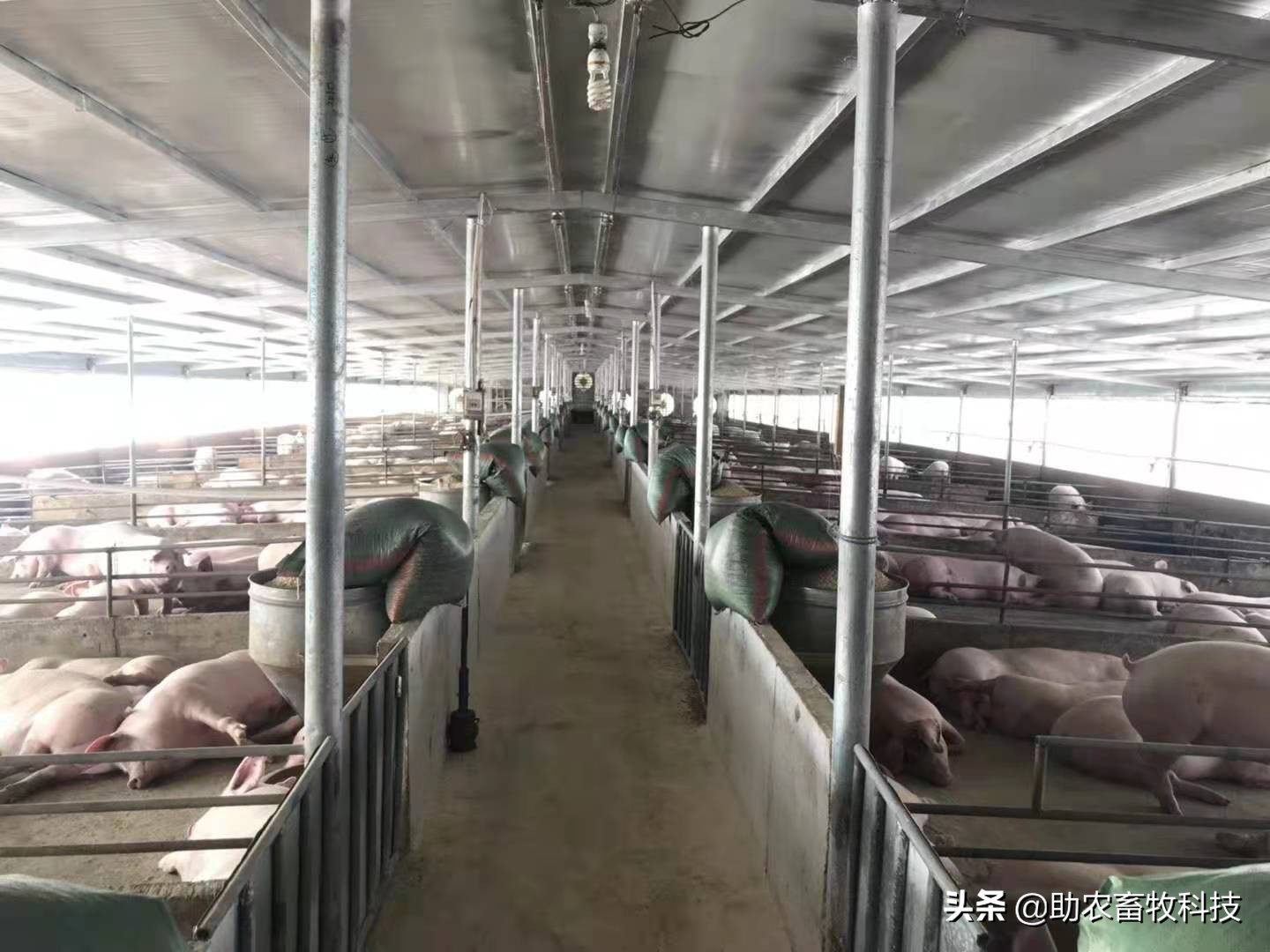 猪用益生菌除氨气效果,养猪场除臭益生菌排名