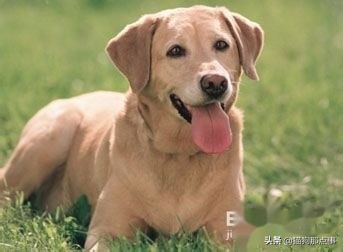 狗狗怀孕了需要注意什么,狗狗第一次来姨妈需要注意什么