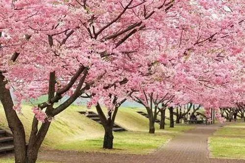 京郊最美的十大花海,京郊这些浪漫花海惊艳初秋的北京