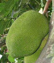 波罗蜜的食性,菠萝蜜在什么地方生长的