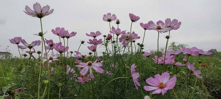 王玉芹原创回忆散文｜深深地思念，记我的启蒙老师