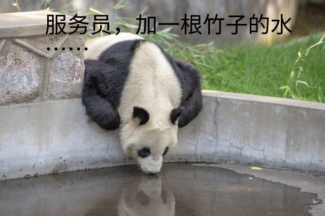 被发现了…可爱大熊猫的秘闻……