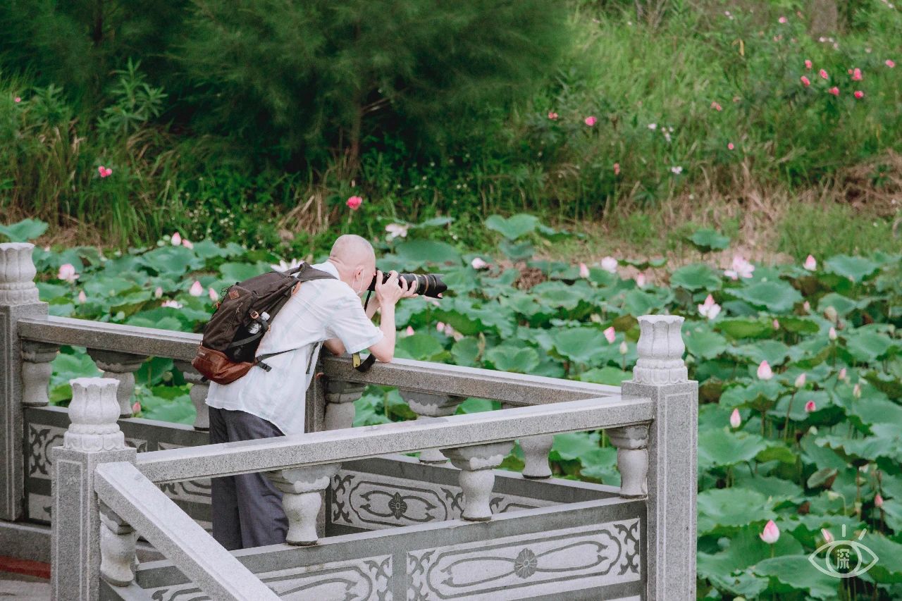 深圳洪湖公园7月18号还有荷花吗,深圳洪湖公园现在有荷花开吗