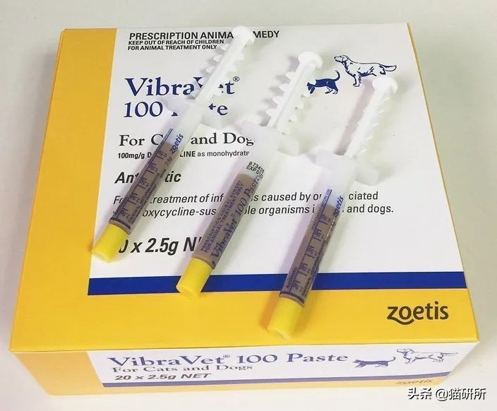 一学就会的喂药秘笈！轻松解决猫咪的吃药难题