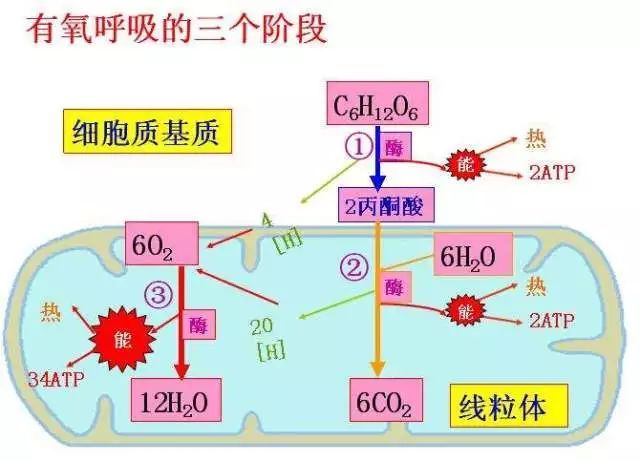 精子为什么一定要凝固,精子为什么会有活力
