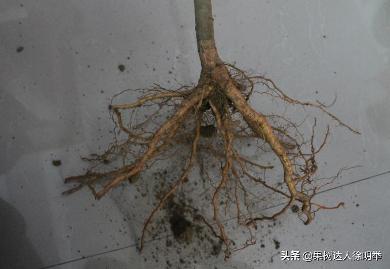 桃养人，可要种好桃，这些桃的特性要了解